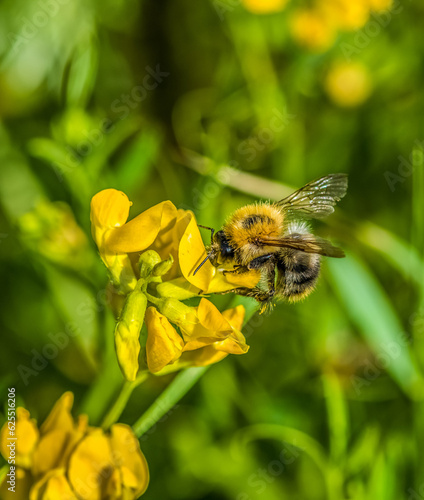 Bumble Bee © Tony Martin Long