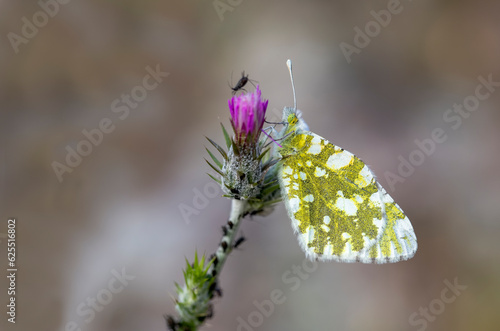 Euchloe ausonia (Euchloe ausonia) on plant photo