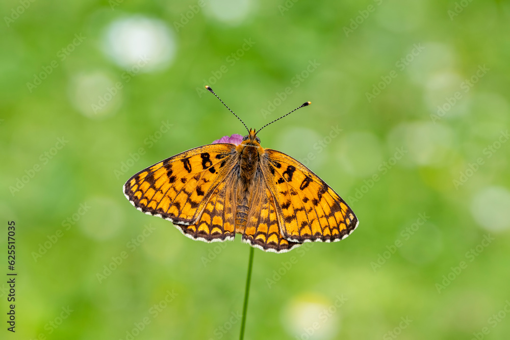 Obraz premium Algerian Iparkhan butterfly (Melitaea ornata) on plant