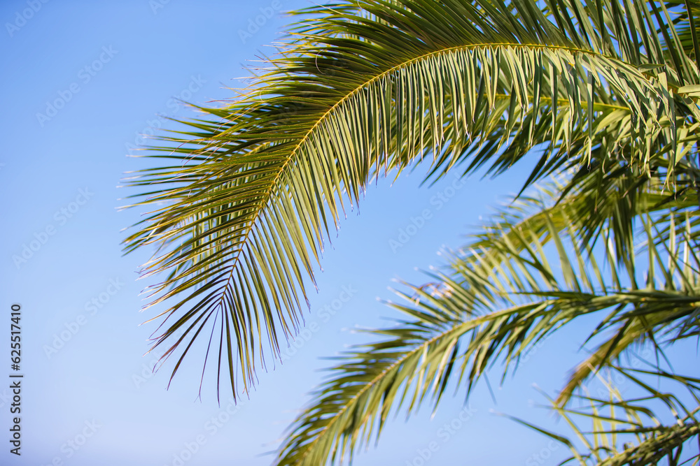 Palm trees against the blue sky, Palm trees on the tropical coast, coconut tree.