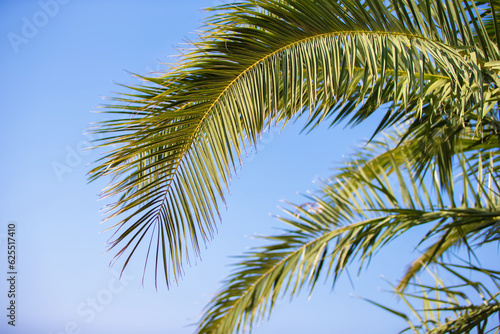 Palm trees against the blue sky  Palm trees on the tropical coast  coconut tree.