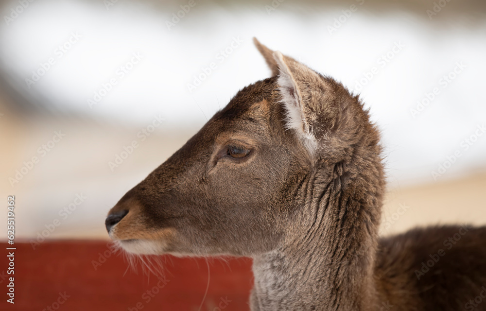 The muzzle of a young deer without antlers close-up.
