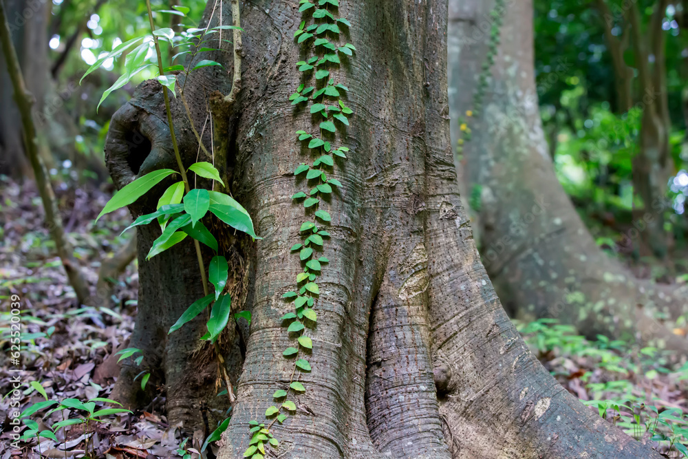 Obraz premium Part of the trunk of an oak Myrzinolistny with green leaves.