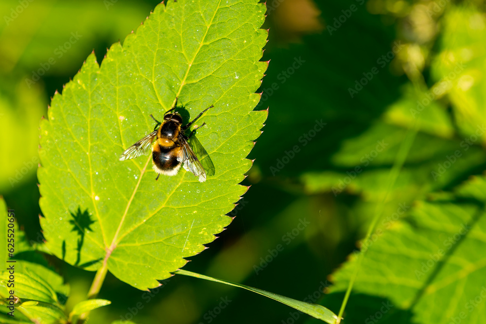 Hummel-Waldschwebfliege (Volucella bombylans) Hummel-Waldschwebfliege (Volucella bombylans)