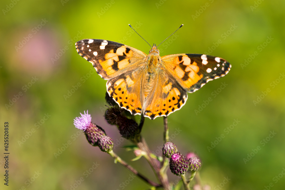 Distelfalter (Vanessa cardui, Syn.: Cynthia cardui) auf einer Distel Distelfalter (Vanessa cardui, Syn.: Cynthia cardui) auf einer Distel