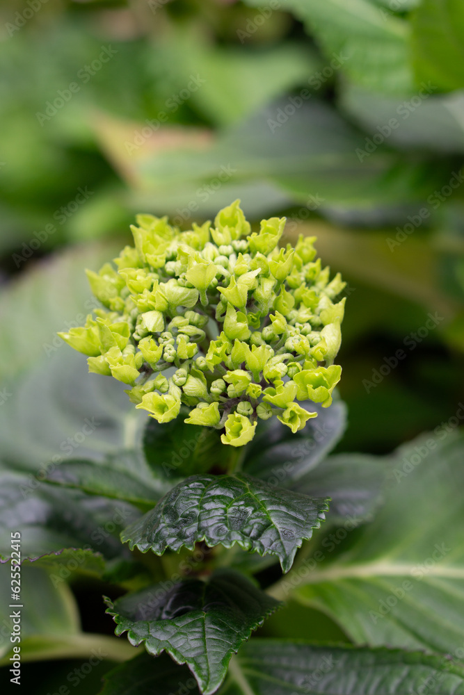 flower, pink, nature, plant, rose, garden, peony, blossom, flowers, flora, spring, bloom, beauty, leaf, floral, red, petal, hydrangea, summer, beautiful, closeup, petals, color, purple, gardening flower, pink, nature, plant, rose, garden, peony, blossom, flowers, flora, spring, bloom, beauty, leaf, floral, red, petal, hydrangea, summer, beautiful, closeup, petals, color, purple, gardening