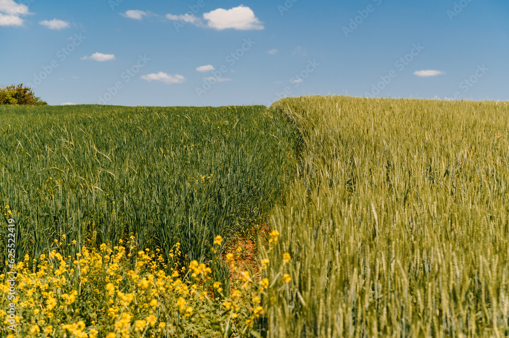 Landscape image of green wheat during summer sunny day.