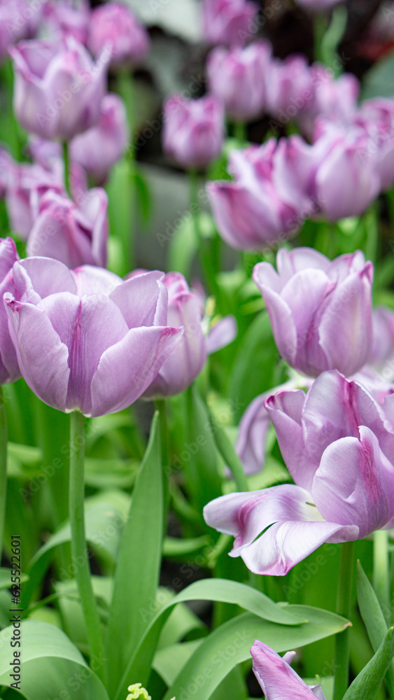 Fototapeta premium flower, tulip, spring