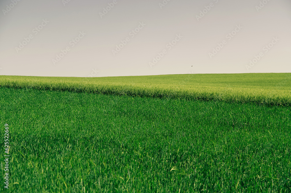 Landscape image of green wheat during summer sunny day.