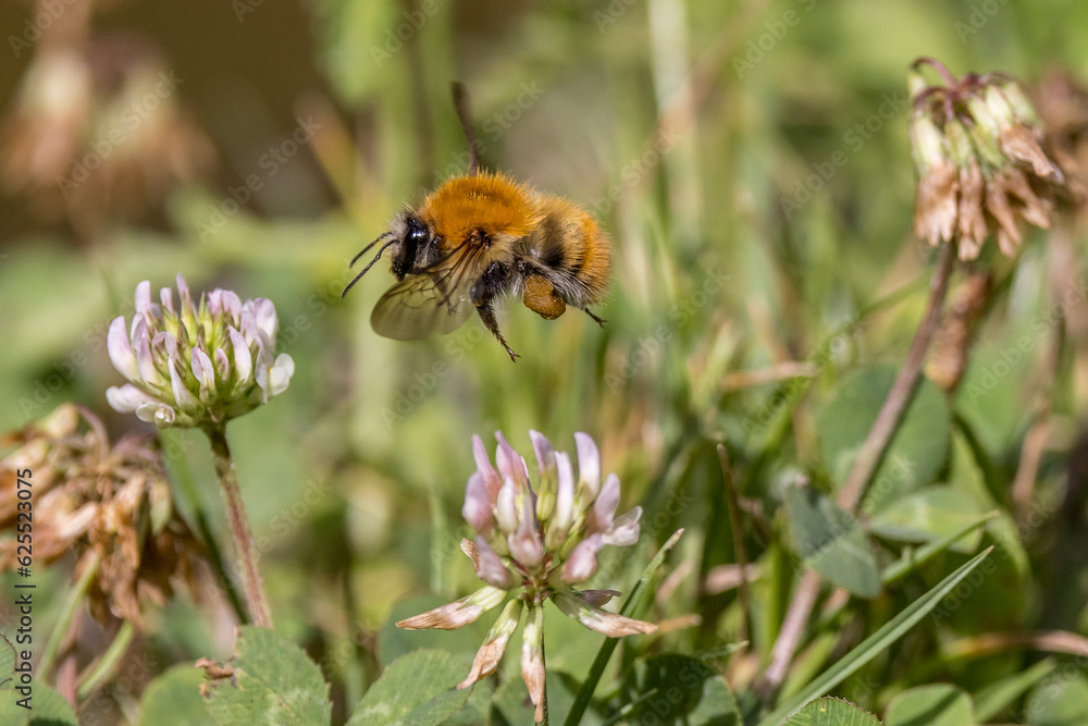 Bumblebee gathering clover flowers in Provence Bumblebee gathering clover flowers in Provence