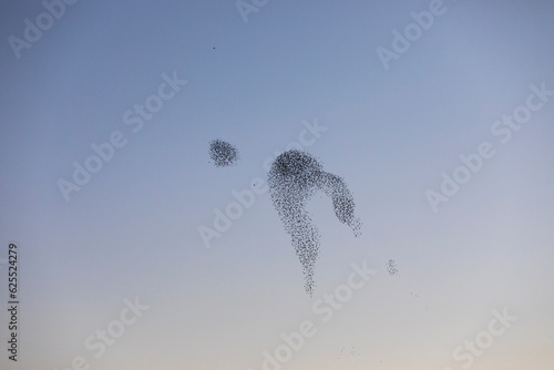 Starlings murmuration in Aiguamolls De L Emporda Nature Park, Spain photo