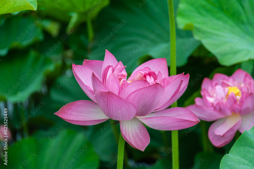 北海道で咲く蓮の花 北海道で咲く蓮の花