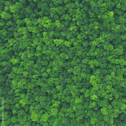 Forest background, forest top view, forest texture 