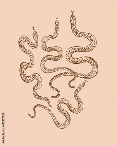 Snakes animal vector illustration hand drawn on isolated background. Design element serpent for template, label, print, horoscope, t-shot, tattoo, logo. Decorative ornament backdrop with animals 