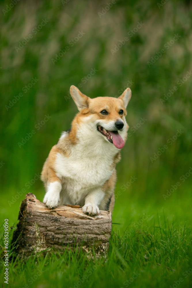 Welsh Corgi Pembroke sitting on the grass