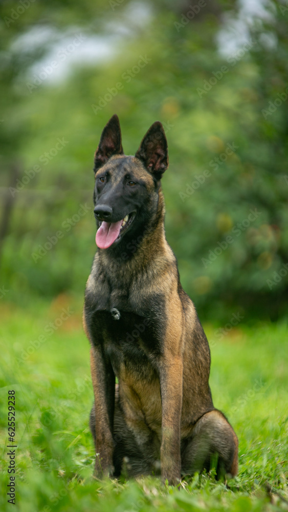 A Belgian Shepherd dog in a bright collar sits sideways against a background of green grass.