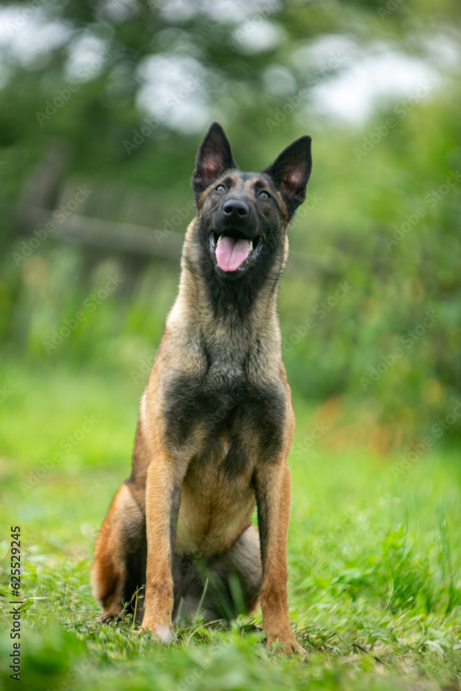 Belgian shepherd malinois sits and looks straight on a green lawn