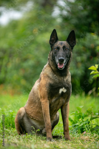 A Belgian Shepherd dog sits sideways against a background of green grass