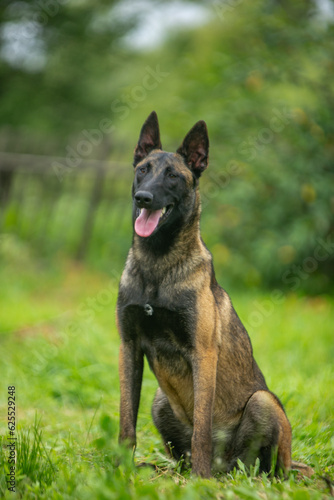Belgian shepherd malinois sits and looks straight on a green lawn