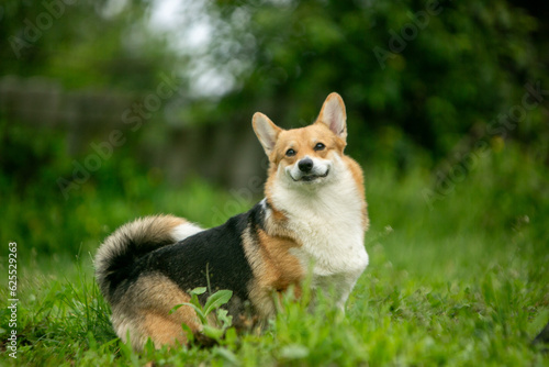 Pembroke Welsh Corgi in the summer in the grass