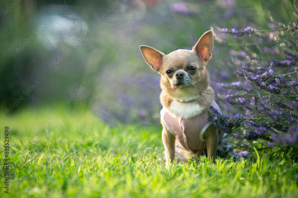 chihuahua dog sitting on the grass