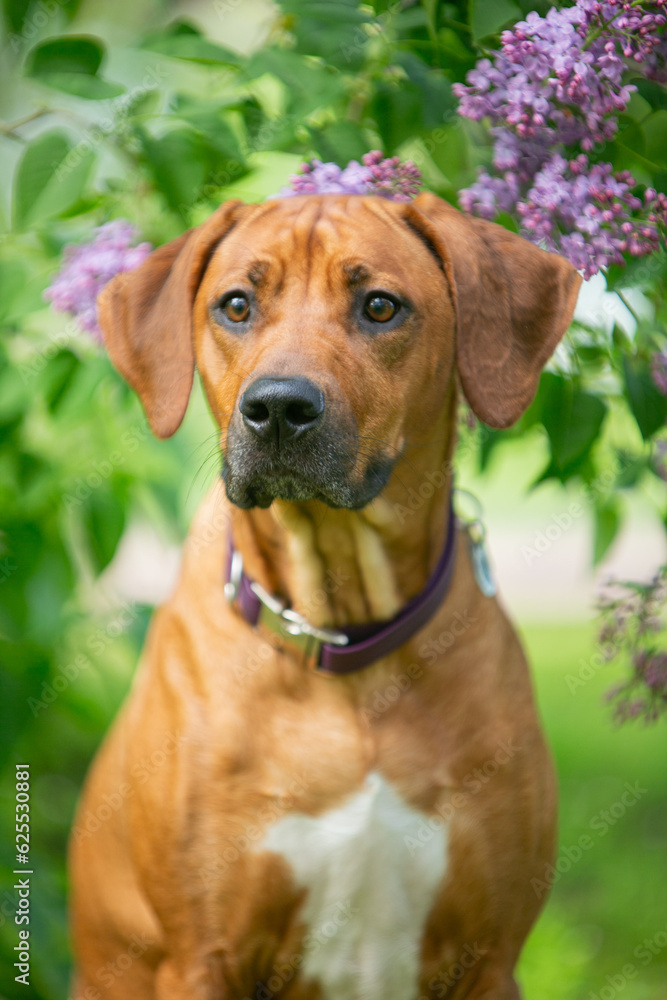 portrait of a dog with flower