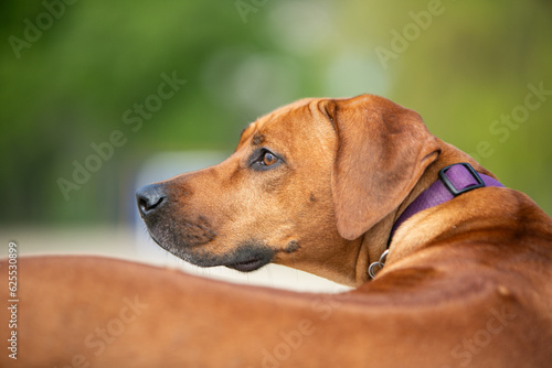 portrait of a dog © Keit