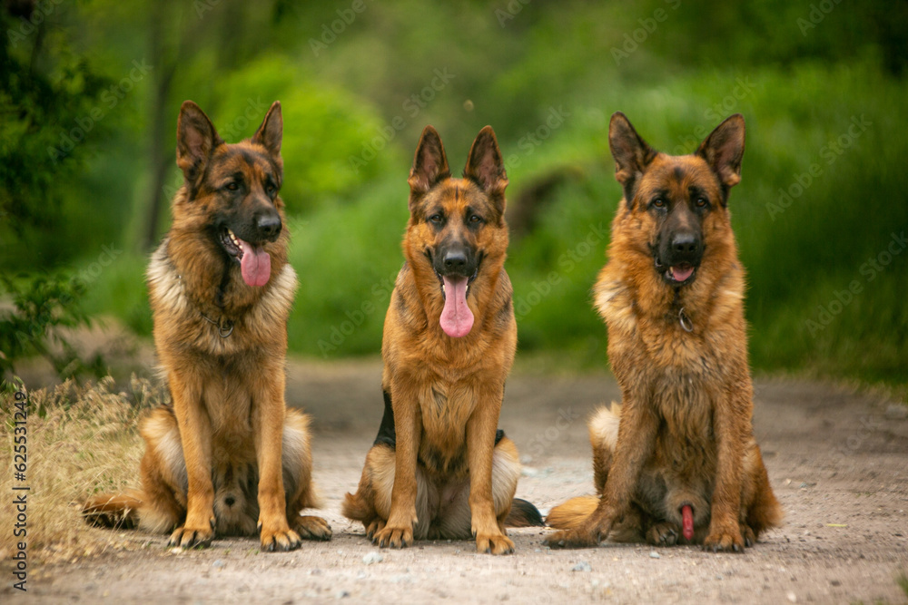 group of german shepherd dogs group of german shepherd dogs