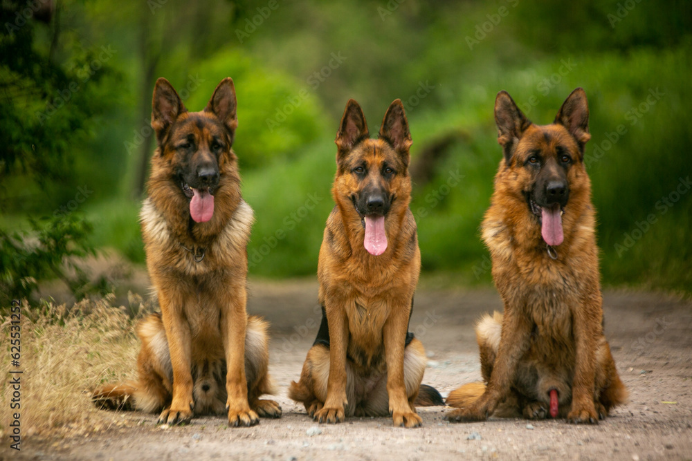 Naklejka premium german shepherd dog with shepherd