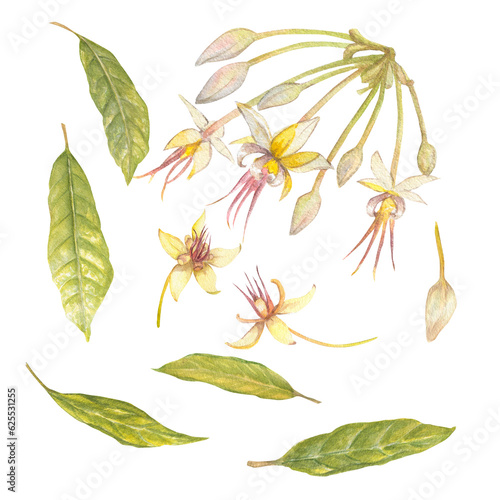 Watercolor illustration set of cocoa tree flowers and leaves. Isolated hand drawn illustration. Suitable for packaging design, menu