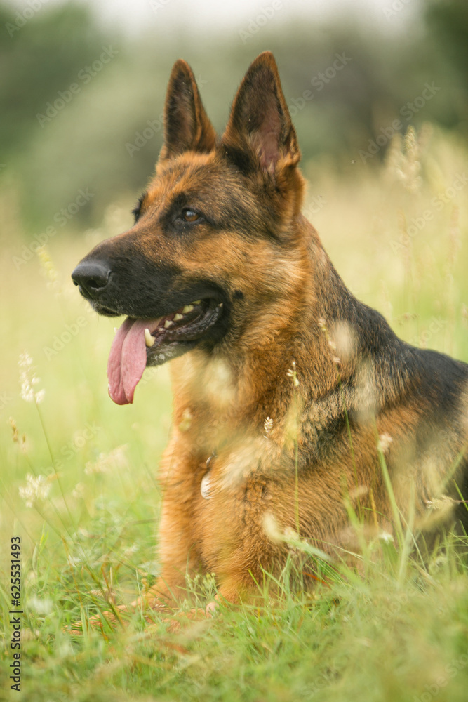 german shepherd dog on grass