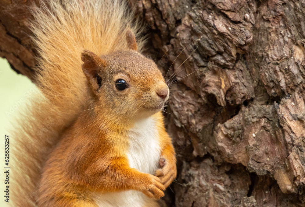 Beautiful little scottish red squirrel in the woodland Beautiful little scottish red squirrel in the woodland