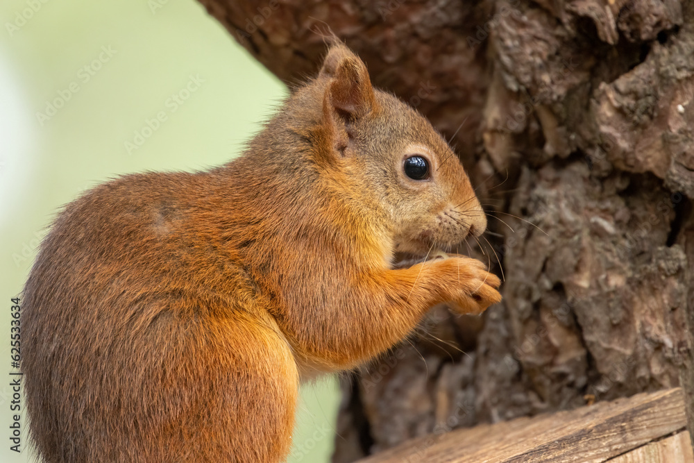 Beautiful little scottish red squirrel in the woodland Beautiful little scottish red squirrel in the woodland