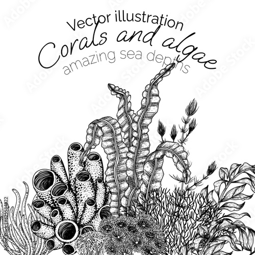 Vector frame underwater world. Algae, coral in engraving style