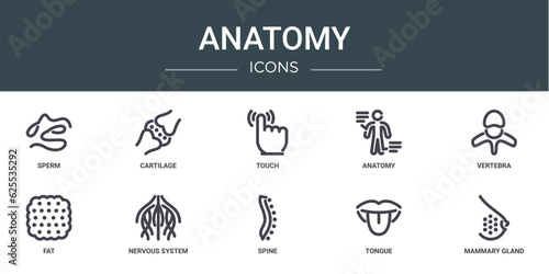 set of 10 outline web anatomy icons such as sperm, cartilage, touch, anatomy, vertebra, fat, nervous system vector icons for report, presentation, diagram, web design, mobile app