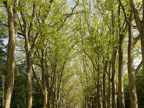 tree alley perfectly aligned