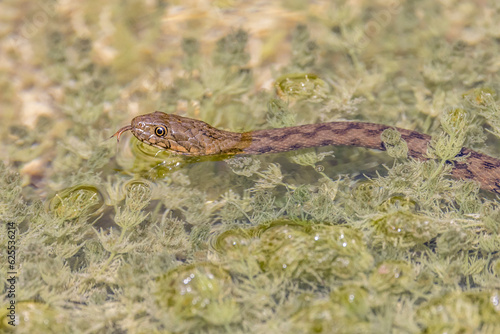 viperine snake swimming in a pond