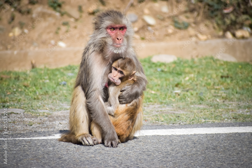Monkey protecting her child in the mountains Monkey protecting her child in the mountains