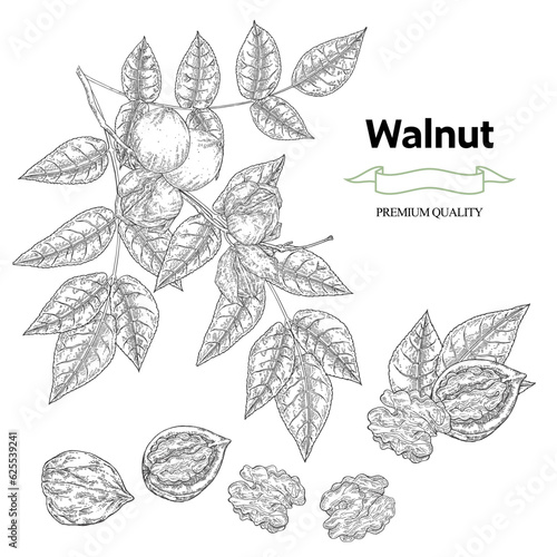 Walnuts set. Hand drawn Walnut tree branch with ripe nuts and leaves. Vector illustration in sketch style. Nut collection.