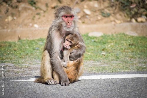 Monkey protecting her child in the mountains