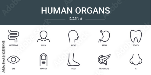 set of 10 outline web human organs icons such as intestine, neck, head, stoh, tooth, eye, finger vector icons for report, presentation, diagram, web design, mobile app