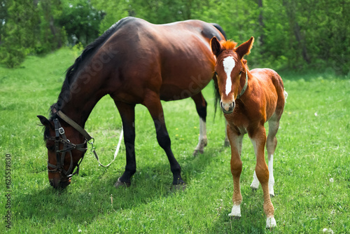Mare and foal on green pasture © kossovskiy