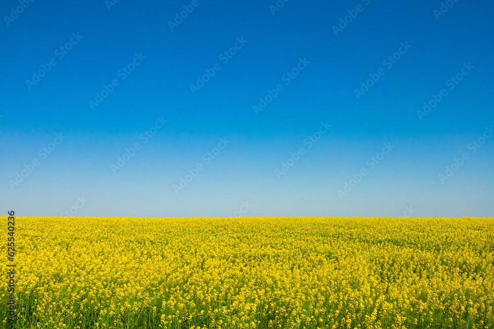 Yellow field of canola