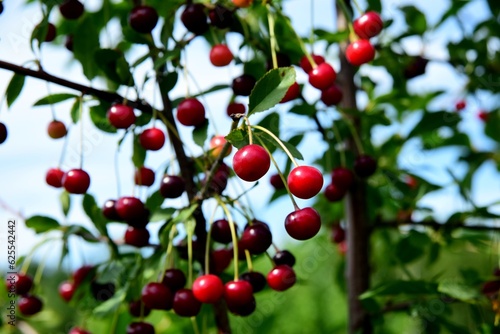 ripe sweet cherries on the tree, sunny summer day