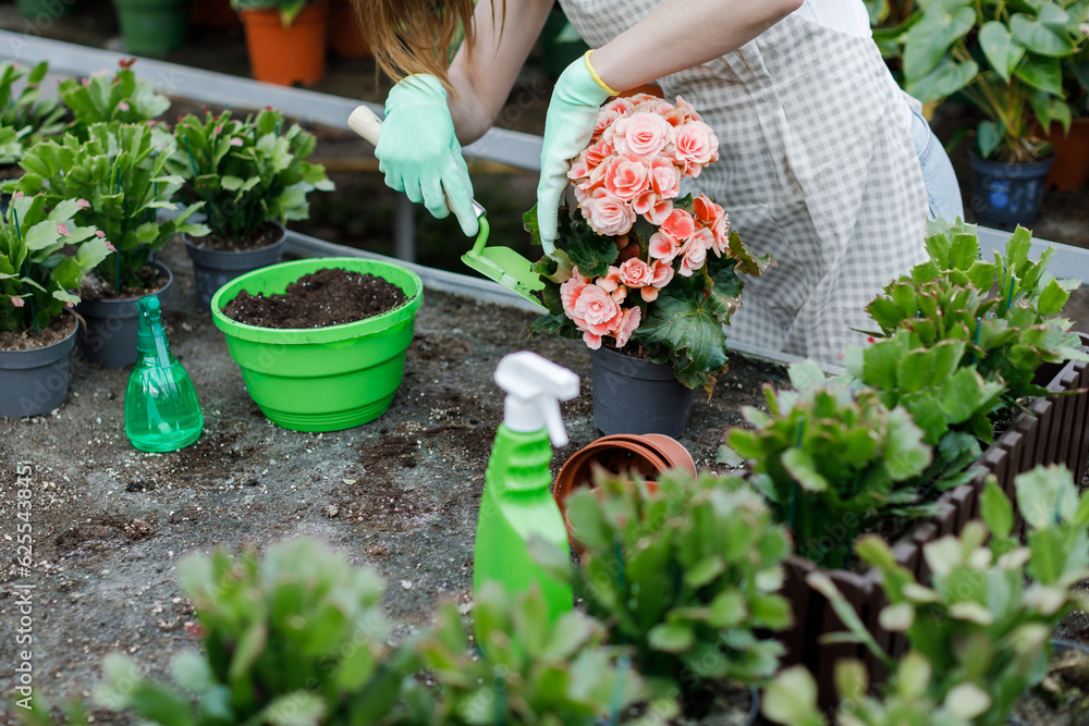 Close up of young woman transplants plants and takes care of flowerpots in greenhouse. Close up of young woman transplants plants and takes care of flowerpots in greenhouse.