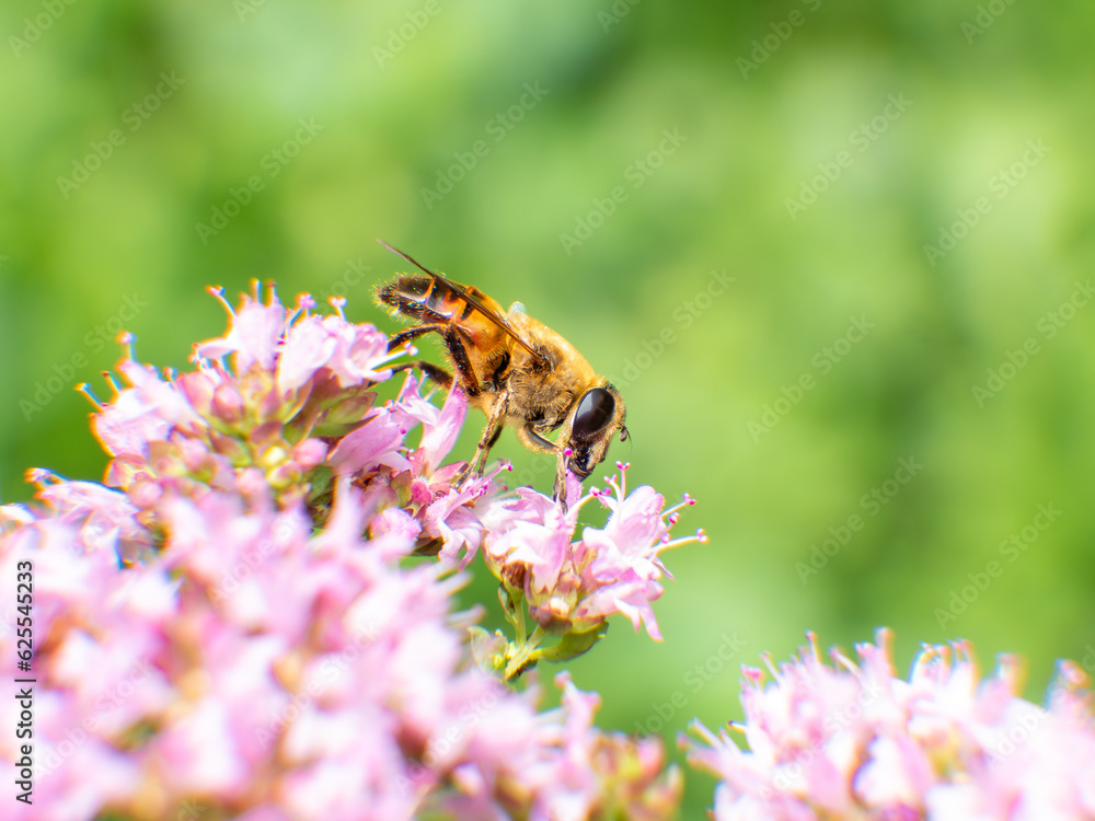 Biene sitzt auf pinken Blüten vor einem soften grünen Hintergrund Biene sitzt auf pinken Blüten vor einem soften grünen Hintergrund