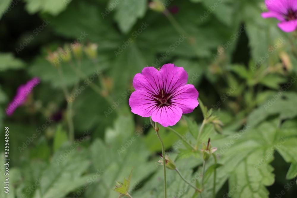 Closeup of beautiful purple geranium flower Closeup of beautiful purple geranium flower