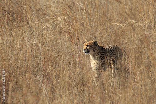 Cheetah in the long grass