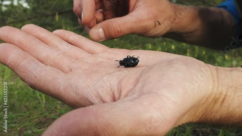 Toxic Encounter, Young Man Holds Poisonous Meloe proscarabaeus Beetle in Forest photo