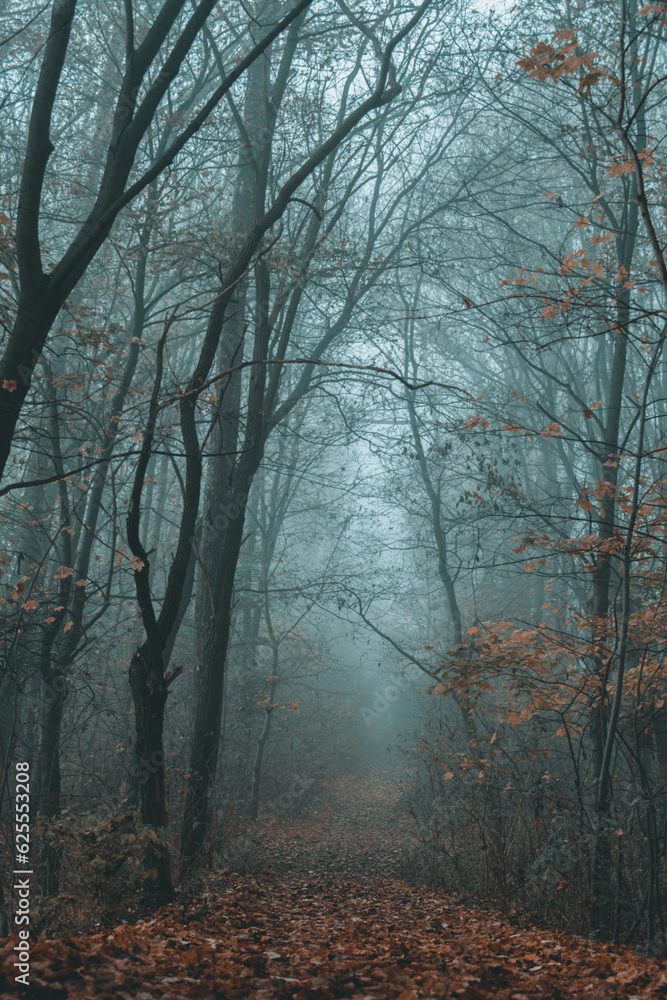 Foggy autumn trees